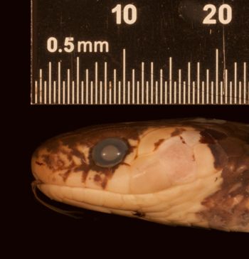 Media type: image;   Herpetology R-31828